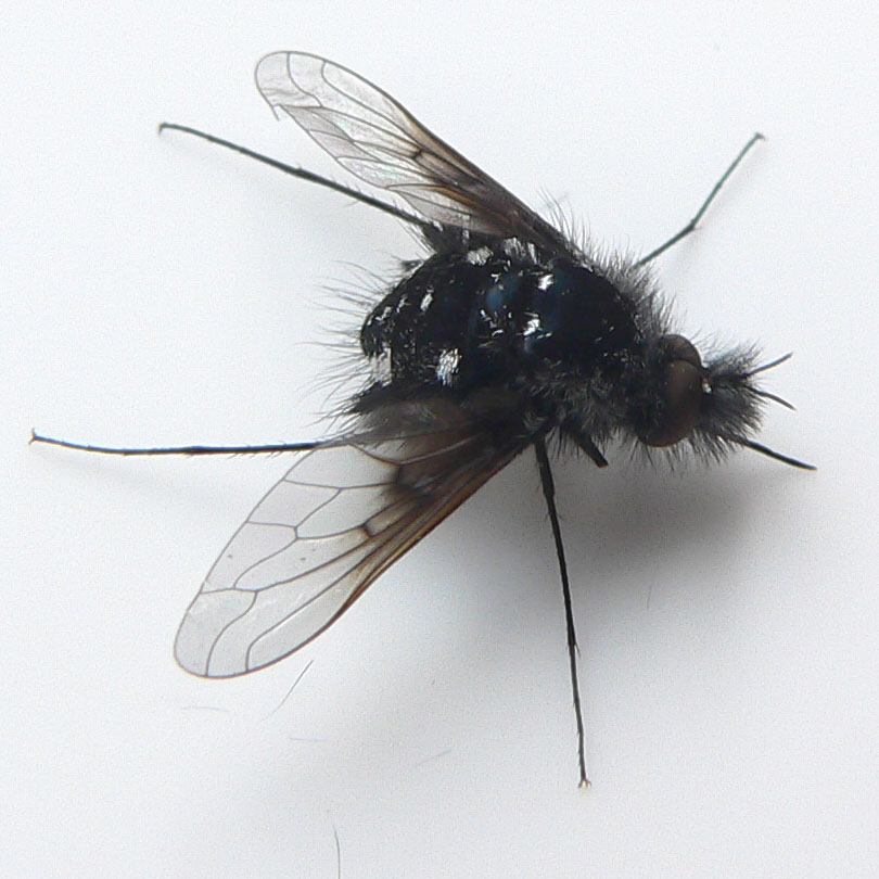 Diptera.info Discussion Forum A black fly with white spot